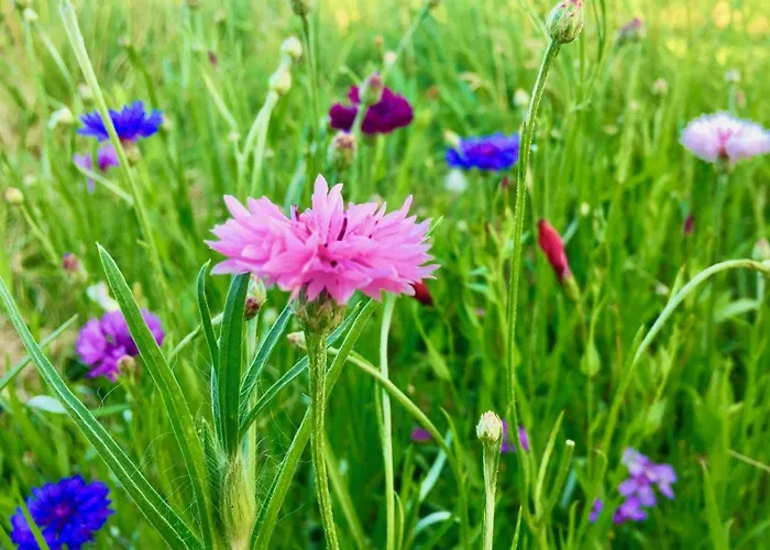 Chateau De Caractere Avec Piscine Au Coeur Du Perigord *